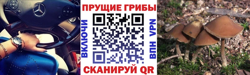 Псилоцибиновые грибы мухоморы  где продают наркотики  Гурьевск 